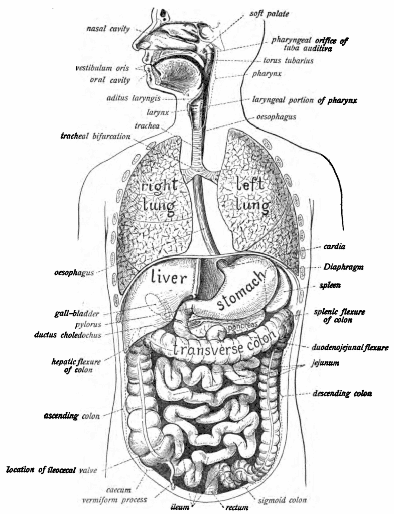 10 Facts About Horses' Unique Digestive System