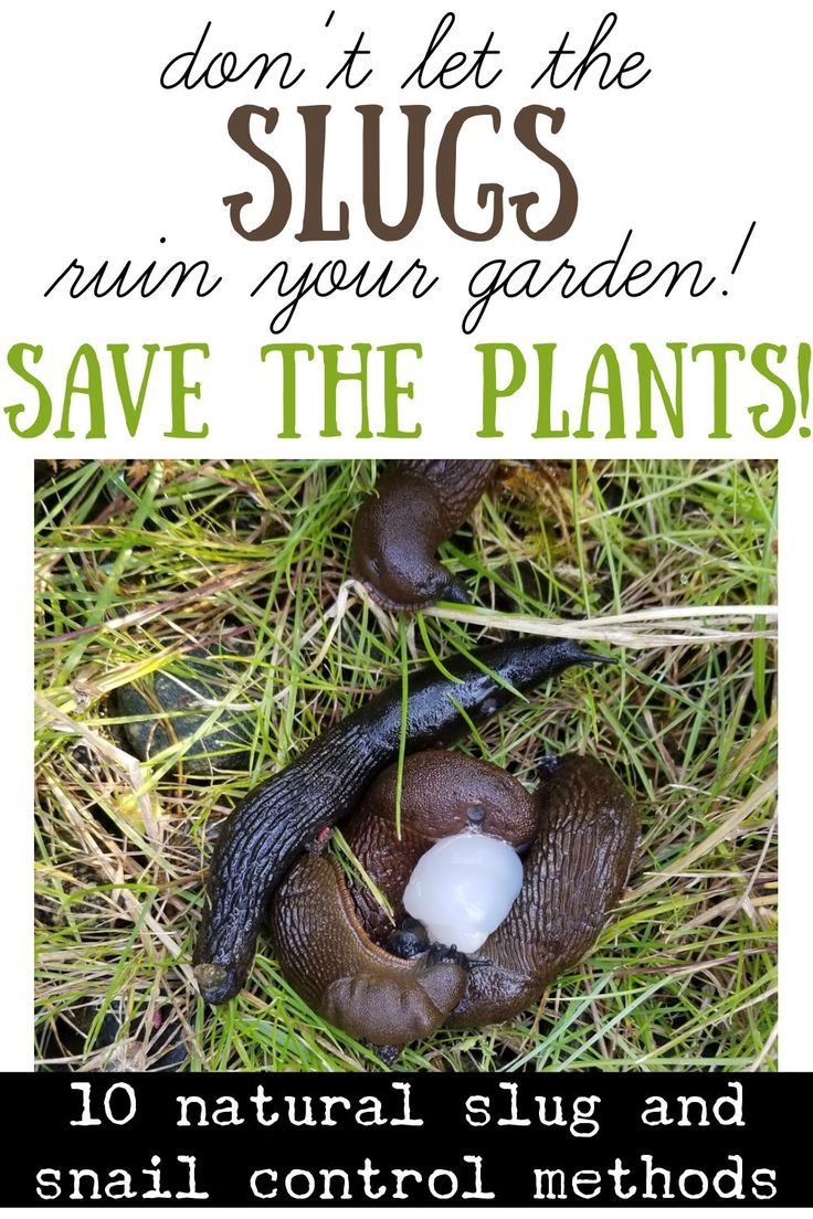 10 Natural Slug And Snail Control Methods To Save Your Plants