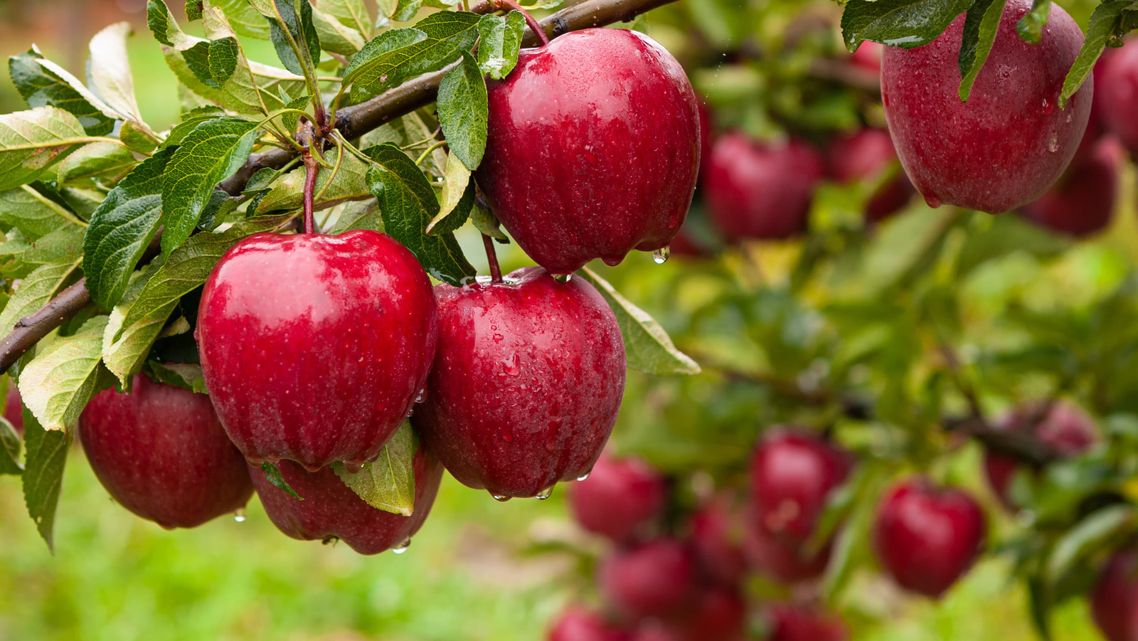 10 Reasons To Plant Apple Trees: A Guide To Delicious Rewards