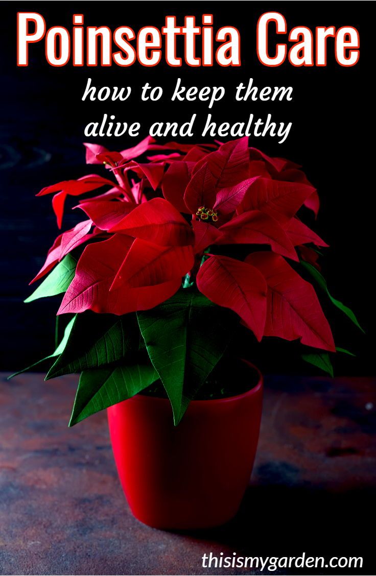 10 Ways To Keep Your Poinsettia Healthy Yearround