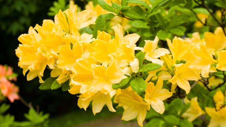 11 Show Stopping Yellow Flowering Shrubs