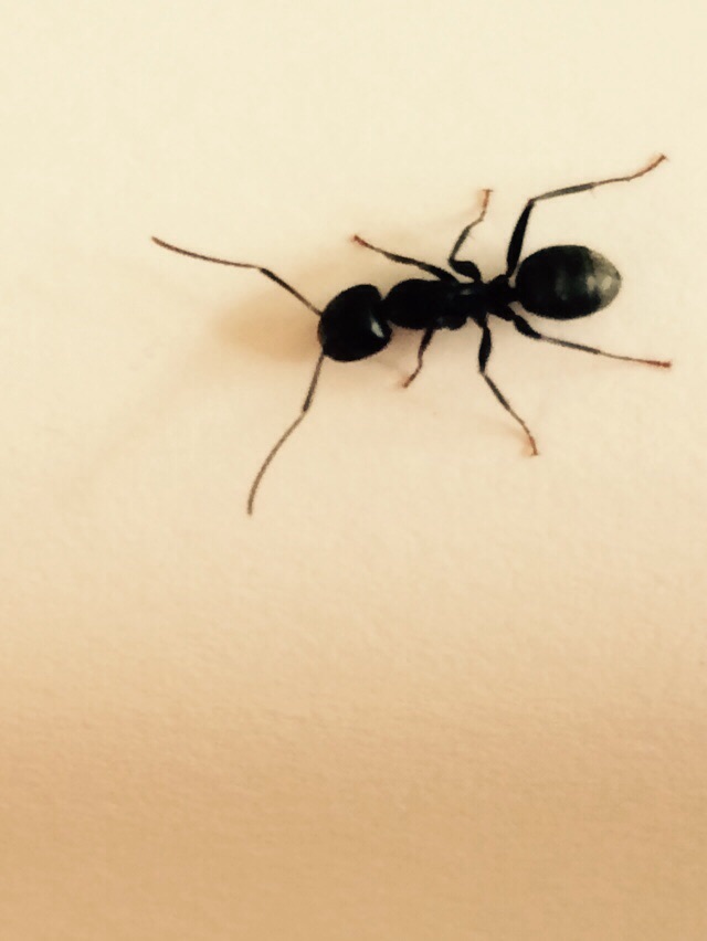 11 Tips To Identify Carpenter Ants