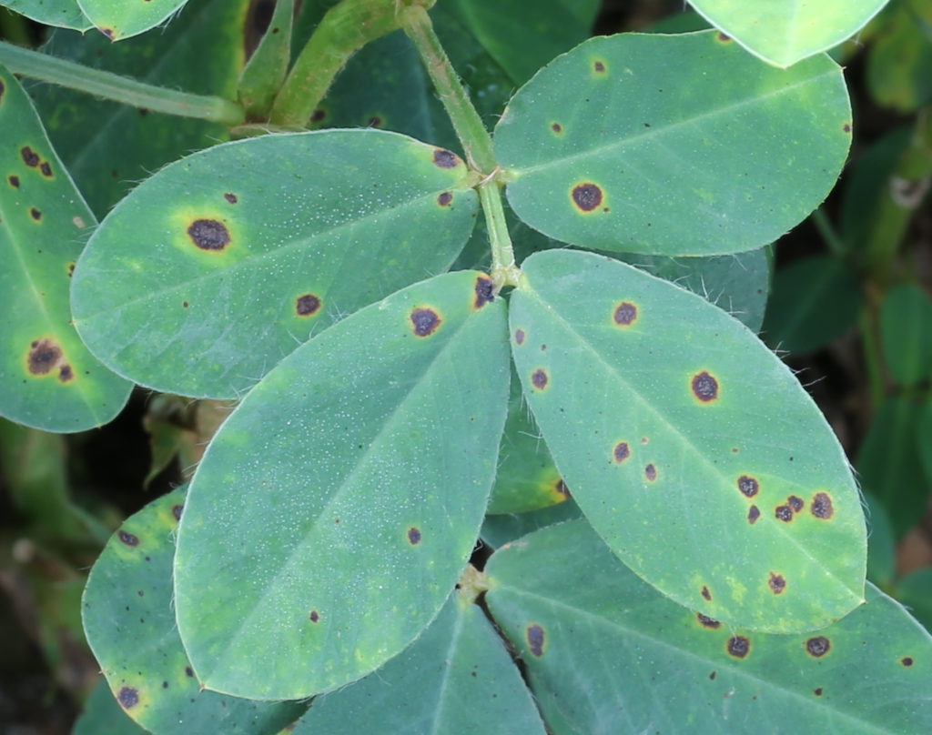 11 Ways To Identify Leaf Spot Disease Early