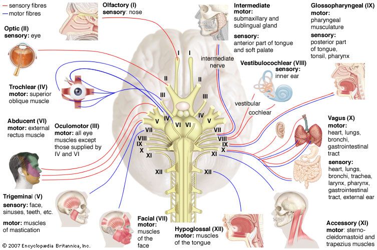 12 Cranial Nerve Functions Explained