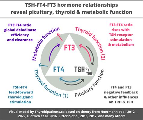 12+ Insights Into The Tsh Reflex To Ft4 Process