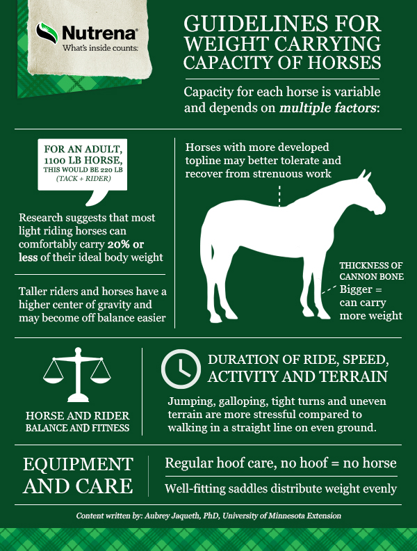 12+ Ways To Ensure Your Horse's Comfort And Performance When Carrying Weight