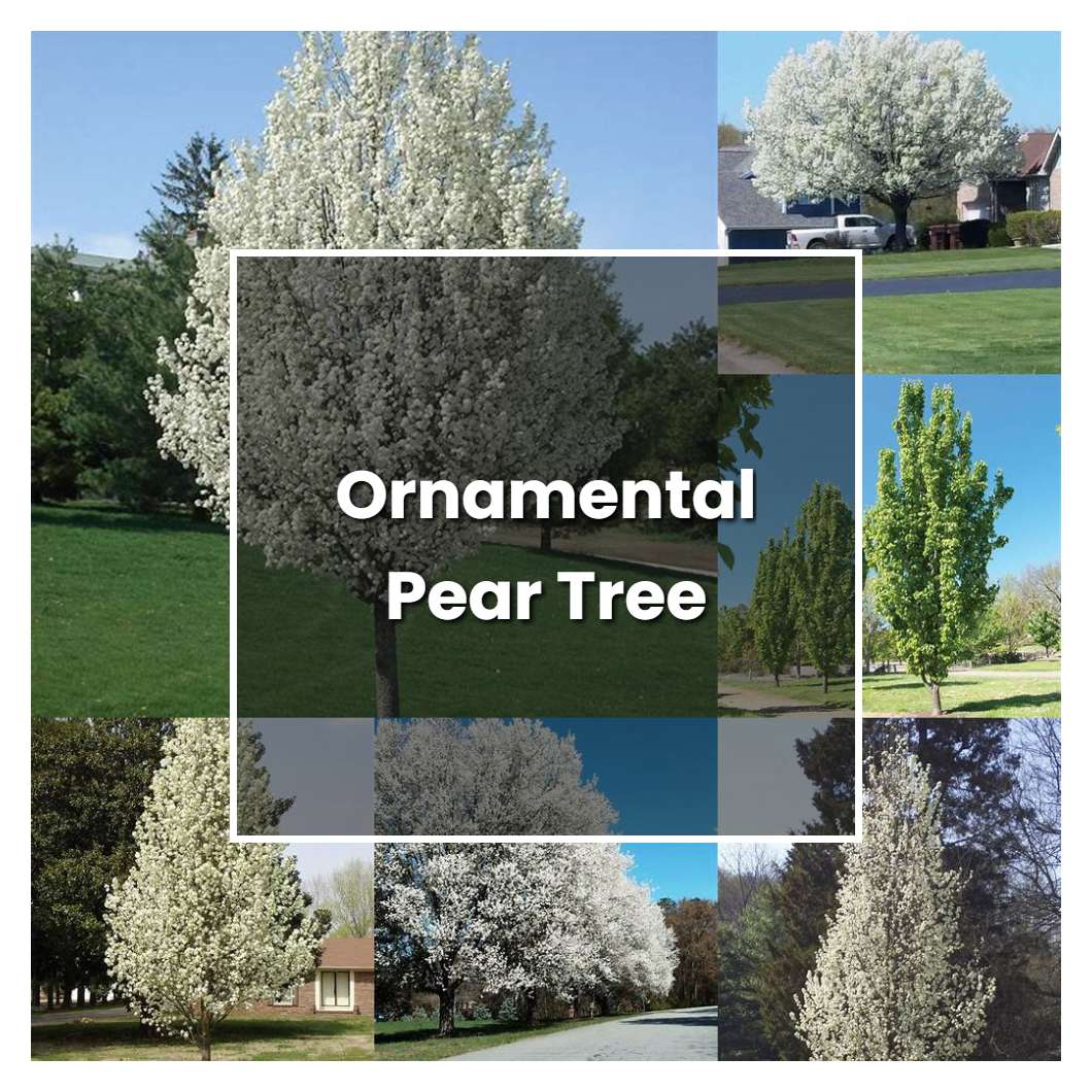 15+ Easy Care Tips For Your Ornamental Pear