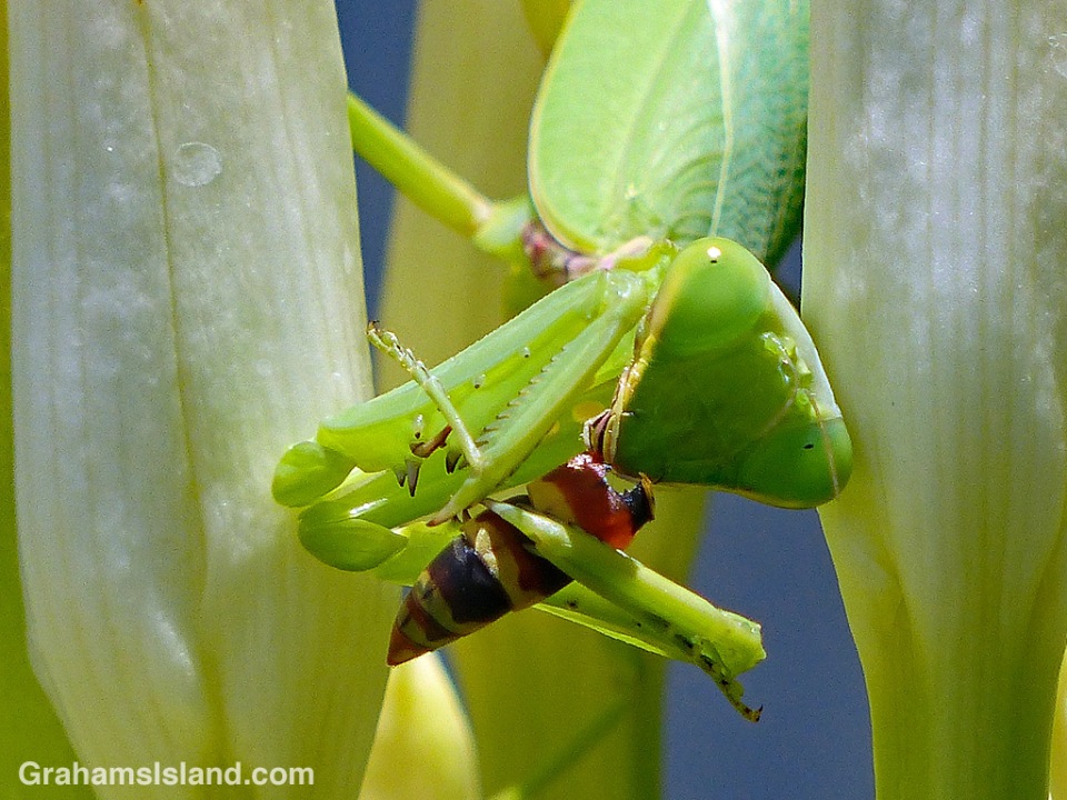 15+ Surprising Secrets Of The Praying Mantis Wasp