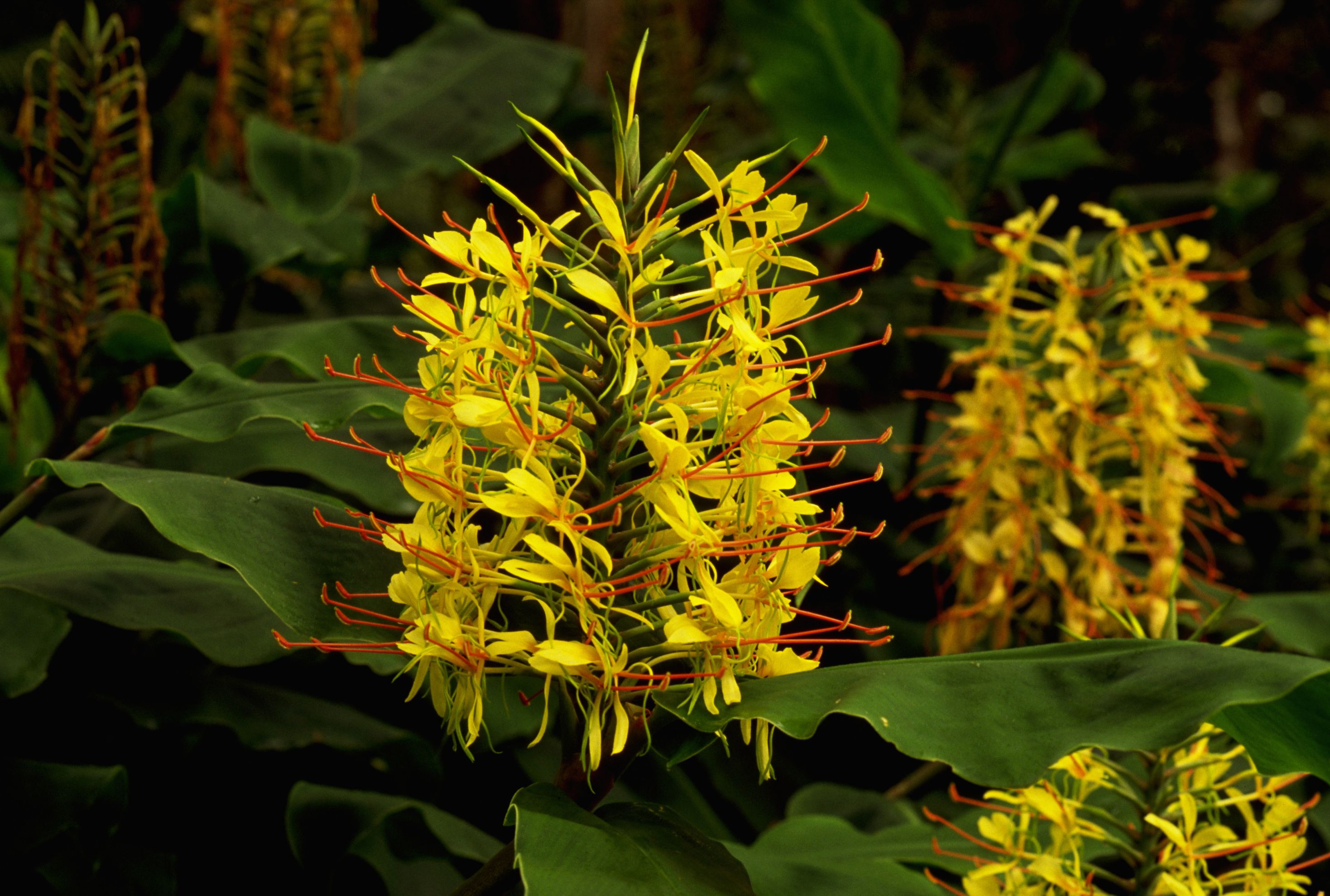 18 Varieties Of Yellow Flowering Plants