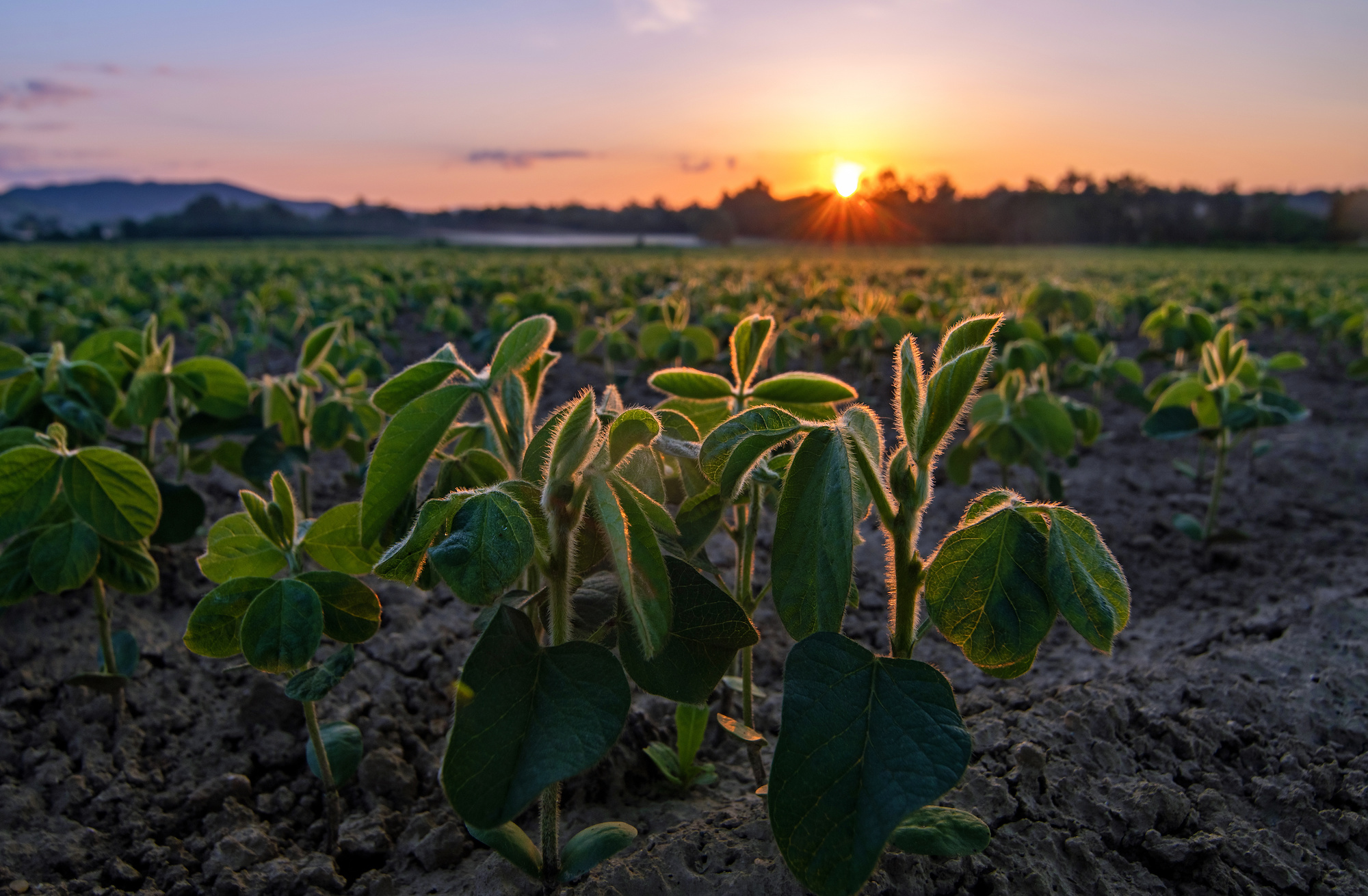 19 Fascinating Soybean Facts Unveiling The Versatile Legume Facts Net