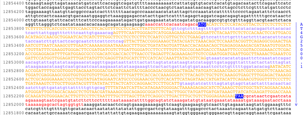 5 6 Genetic Code Human Biology