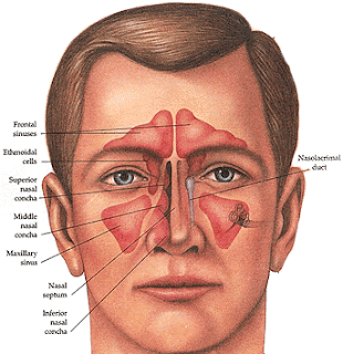 5 Early Symptoms Of A Sinus Infection