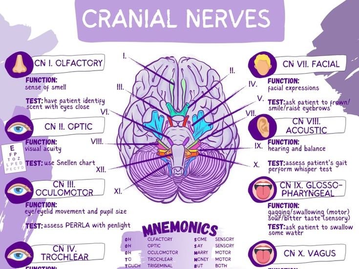 5 Key Facts About The Cranial Nerves