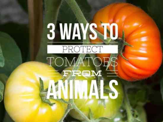 5 Natural Remedies To Protect Your Tomato Plants