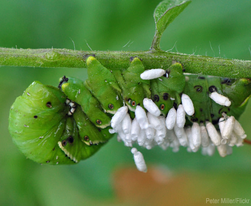 6 Ways To Control Tomato Hornworms Hobby Farms