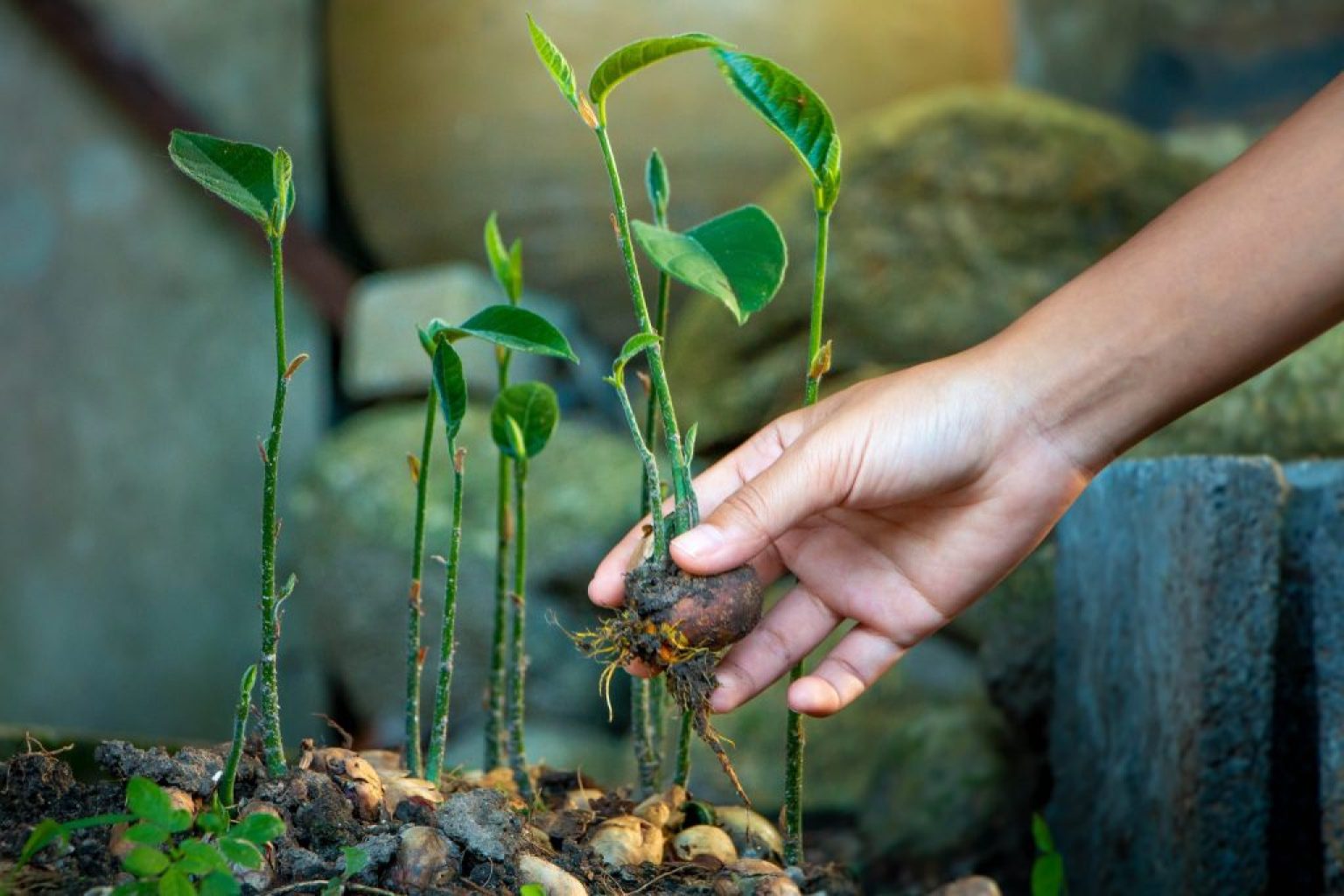 8 Surefire Methods For Successful Monstera Propagation