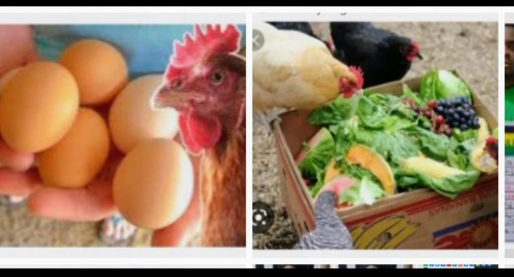 8 Tricks Used By Renowned Poultry Farmers To Increase Egg Production