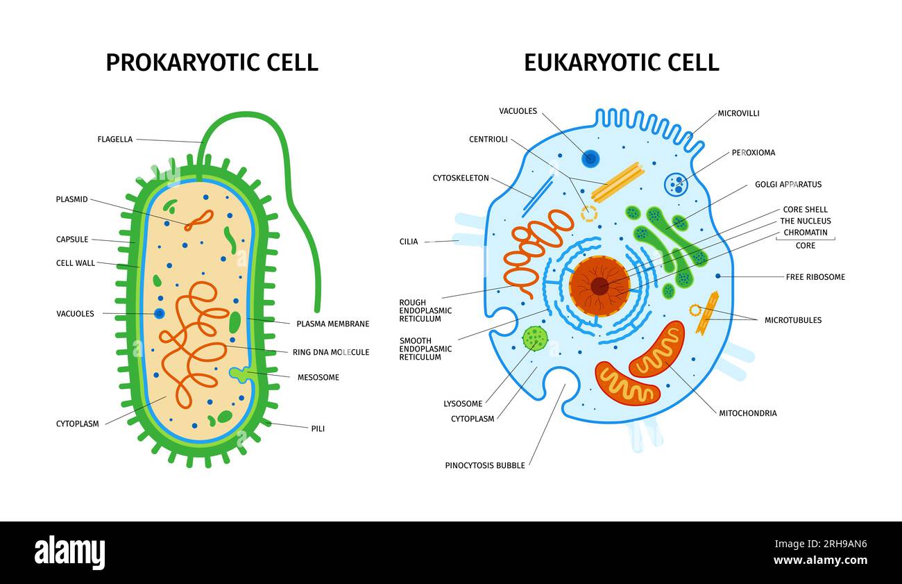 9 Eukaryotic Cells Labeled Diagram Doreenassia