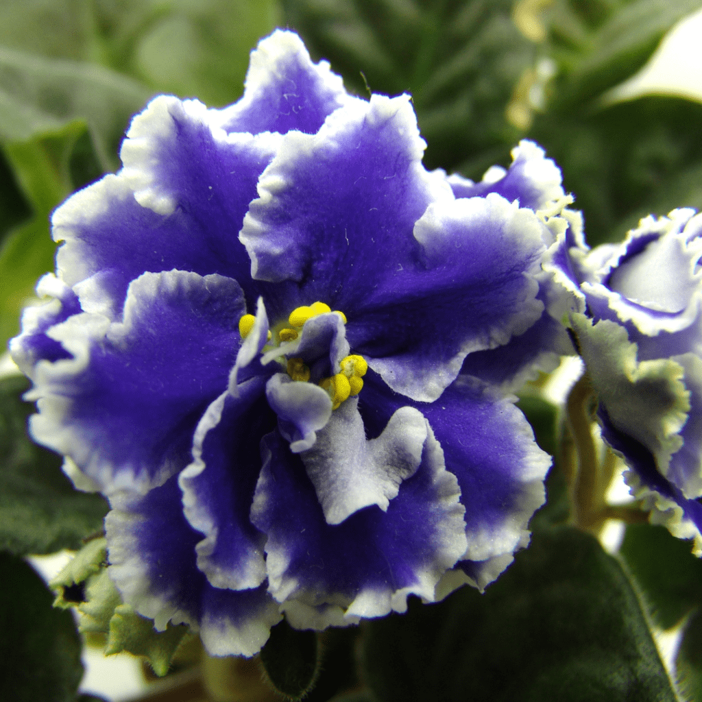 African Violet Care How To Grow African Violet Plants Guide