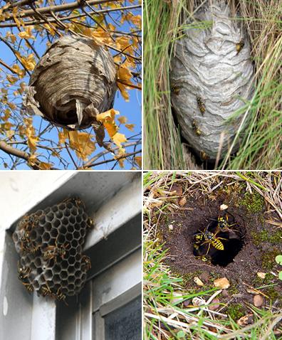 Allblack Wasp Nest Removal: A Stepbystep Guide