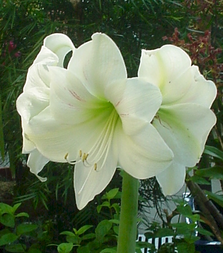 Amaryllis Bulb Care