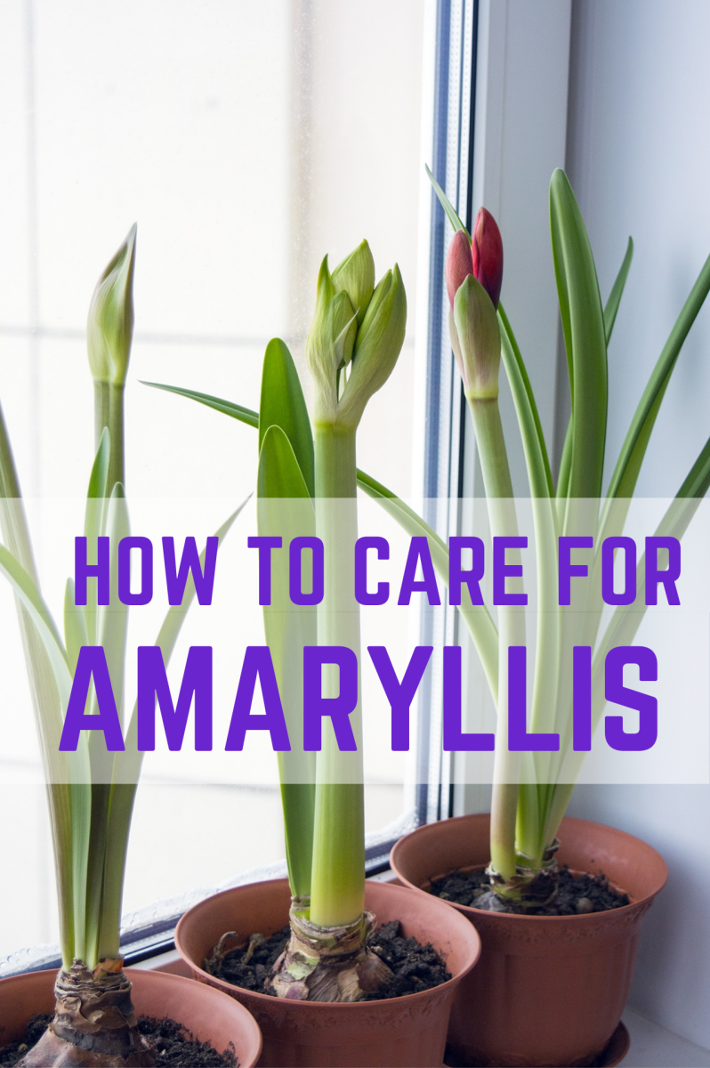 Amaryllis Bulbs Care