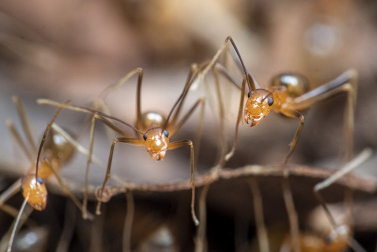 An Ant's World: From Tiny Workers To Mighty Queens