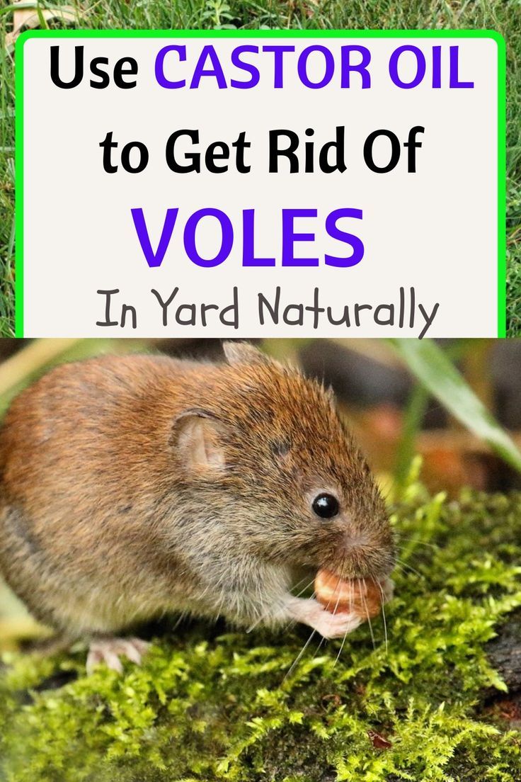 An In Depth Look At How To Get Rid Of Voles Naturally