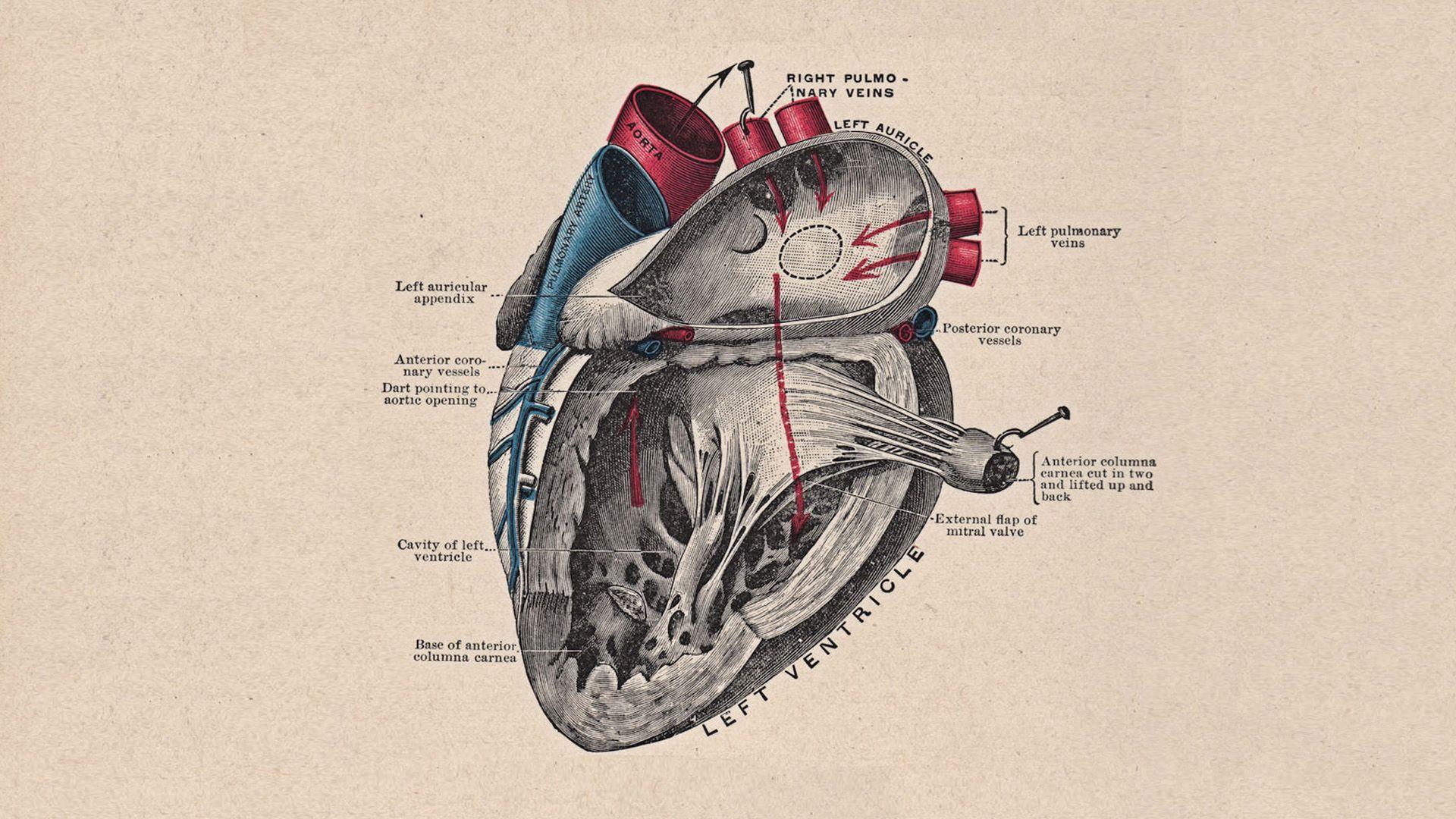 Anatomy Of Heart New