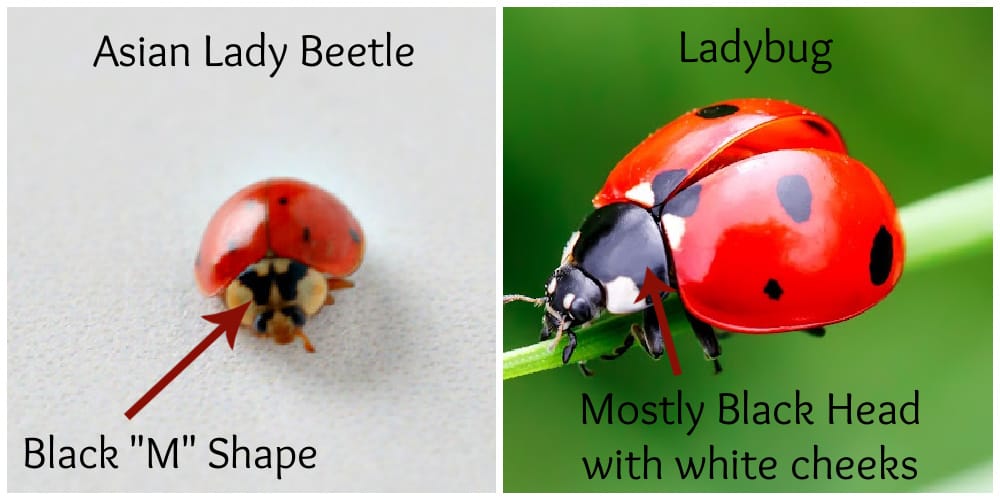 Asian Lady Beetle Bite