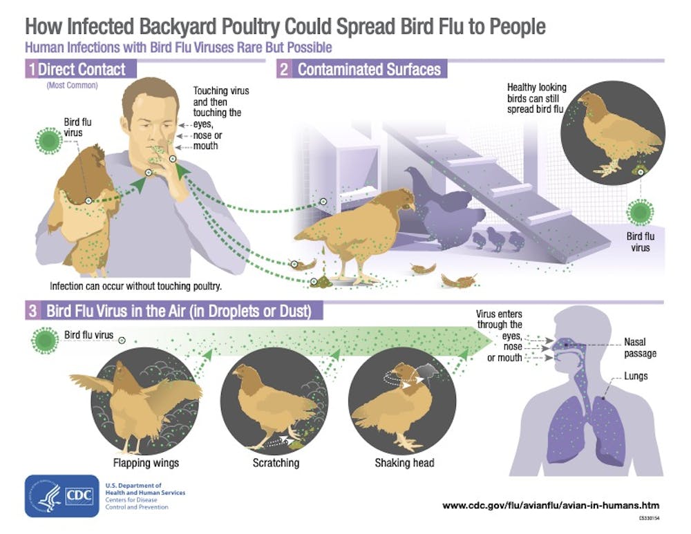 Avian Flu 2025: A Comprehensive Survival Guide