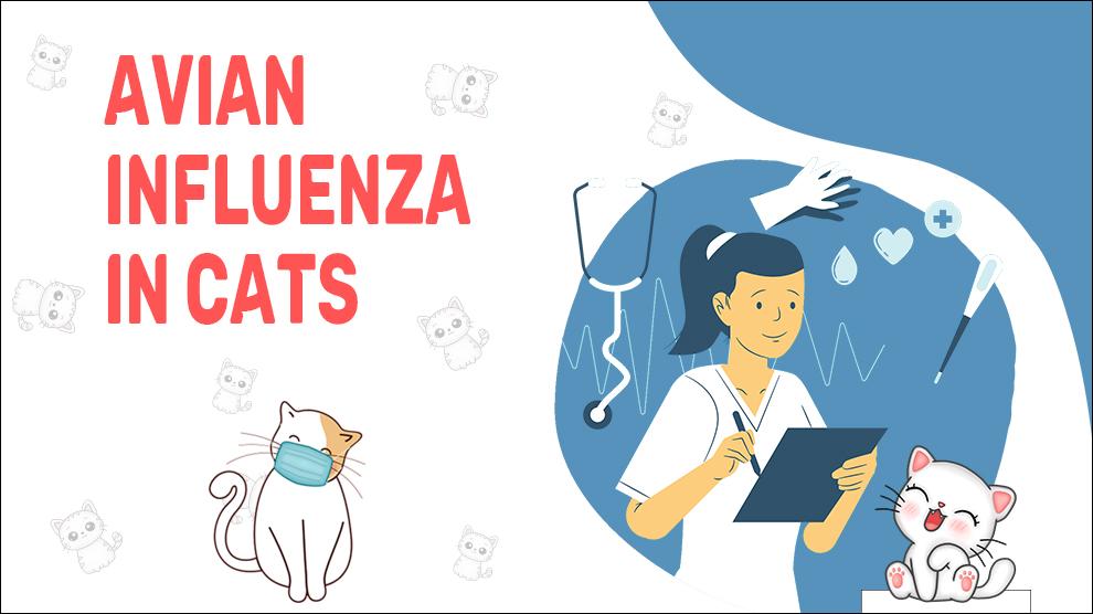 Avian Influenza In Cats Can Cats Get Bird Flu Petmoo