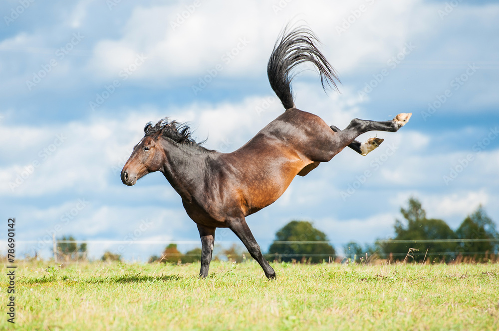 Beautiful Bay Horse Throwing Hind Legs In The Air Stock Photo Adobe Stock