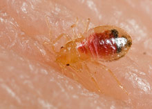 Bed Bugs Stoppests Org