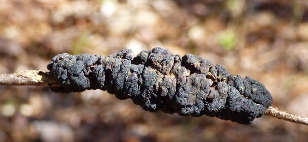 Black Knot Fungus