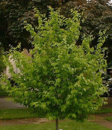 Blue Beech Tree