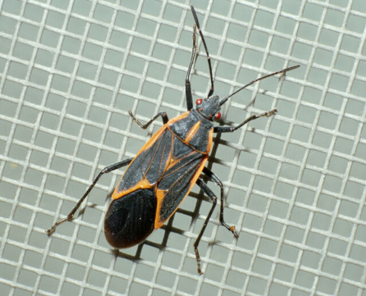 Box Elder Bug Pest Control Minneapolis Mn Pest Control Blog