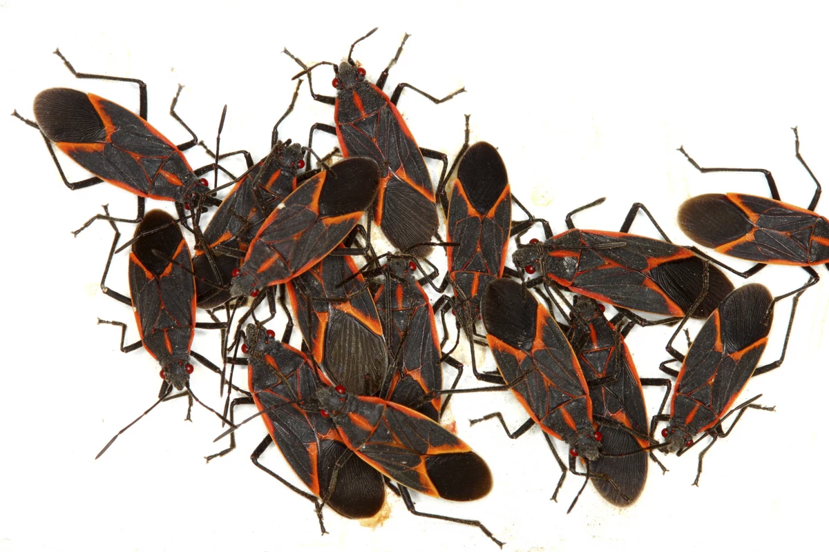 Boxelder Bug Infestation