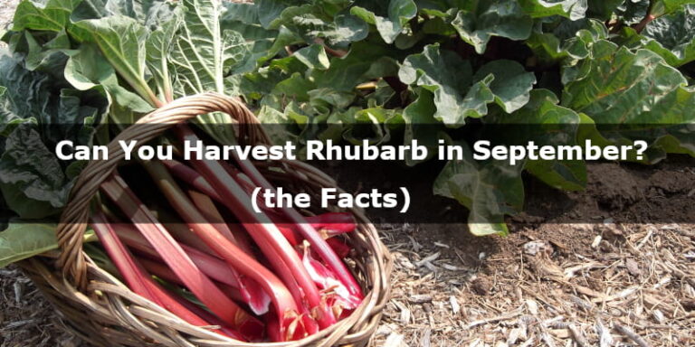 Can You Harvest Rhubarb In September The Facts Yardislife Com