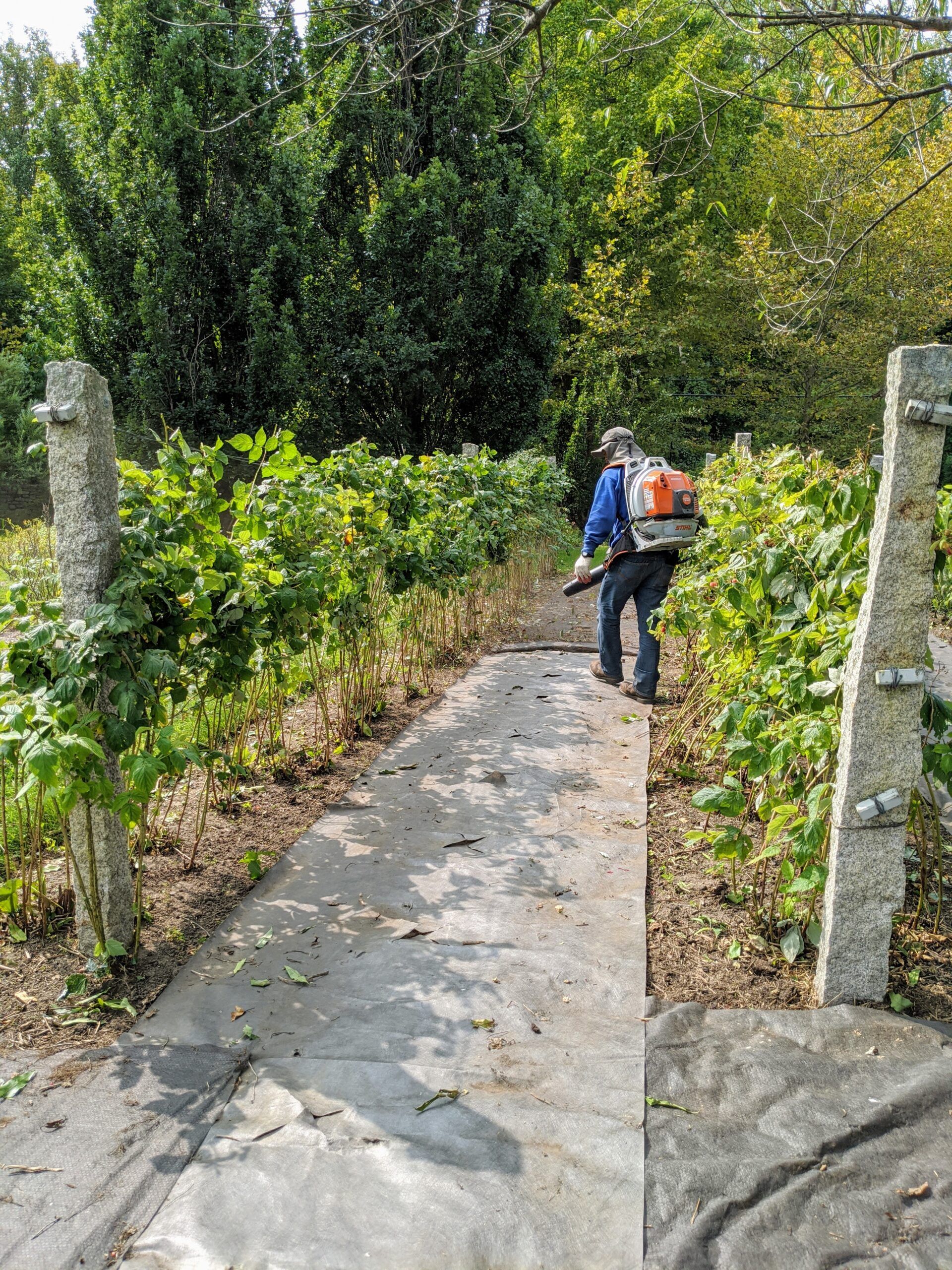 Caring For The Raspberry Bushes The Martha Stewart Blog