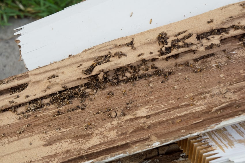 Carpenter Ants Vs Termites What S The Difference How To Pest