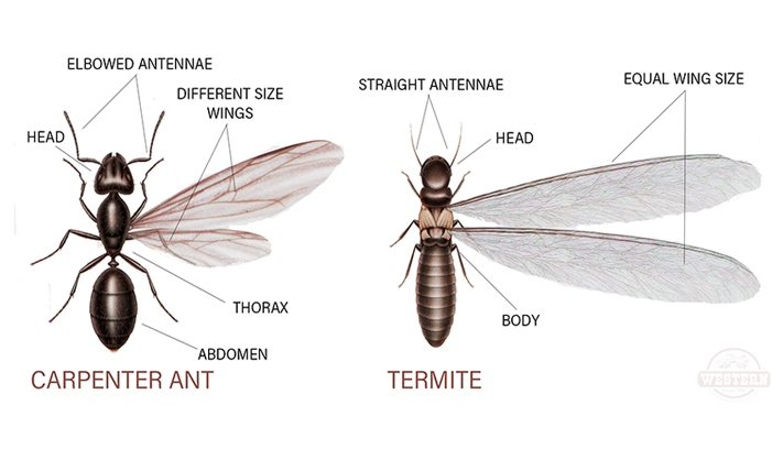 Carpenter Ants Vs Termites