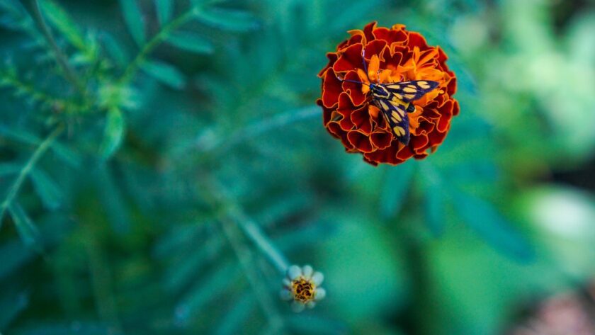 Celosia Care: Nurturing For Vibrant Blooms