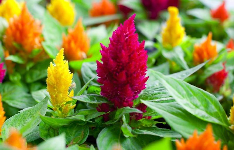 Celosia Plant Care Growing The Cockscomb Flower Green And Vibrant