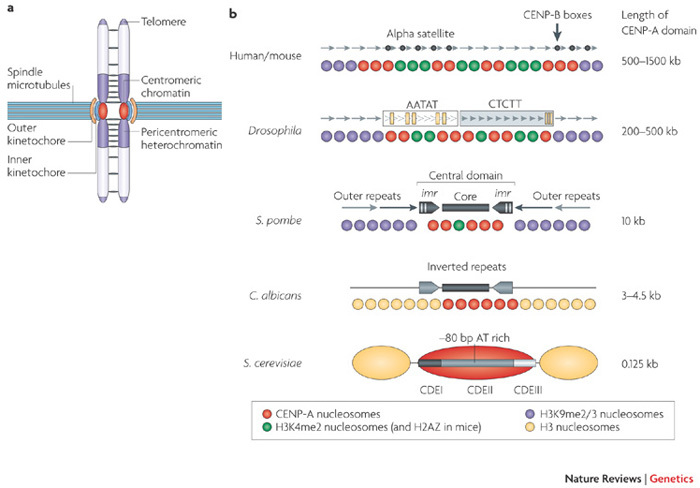 Centromere Structure