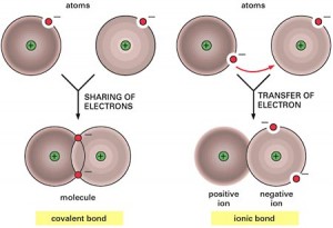 Chemical Bonds Anatomy And Physiology I