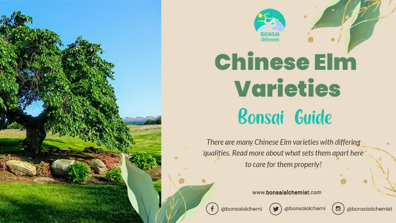 Chinese Elm Species: A Comprehensive Guide To Varieties