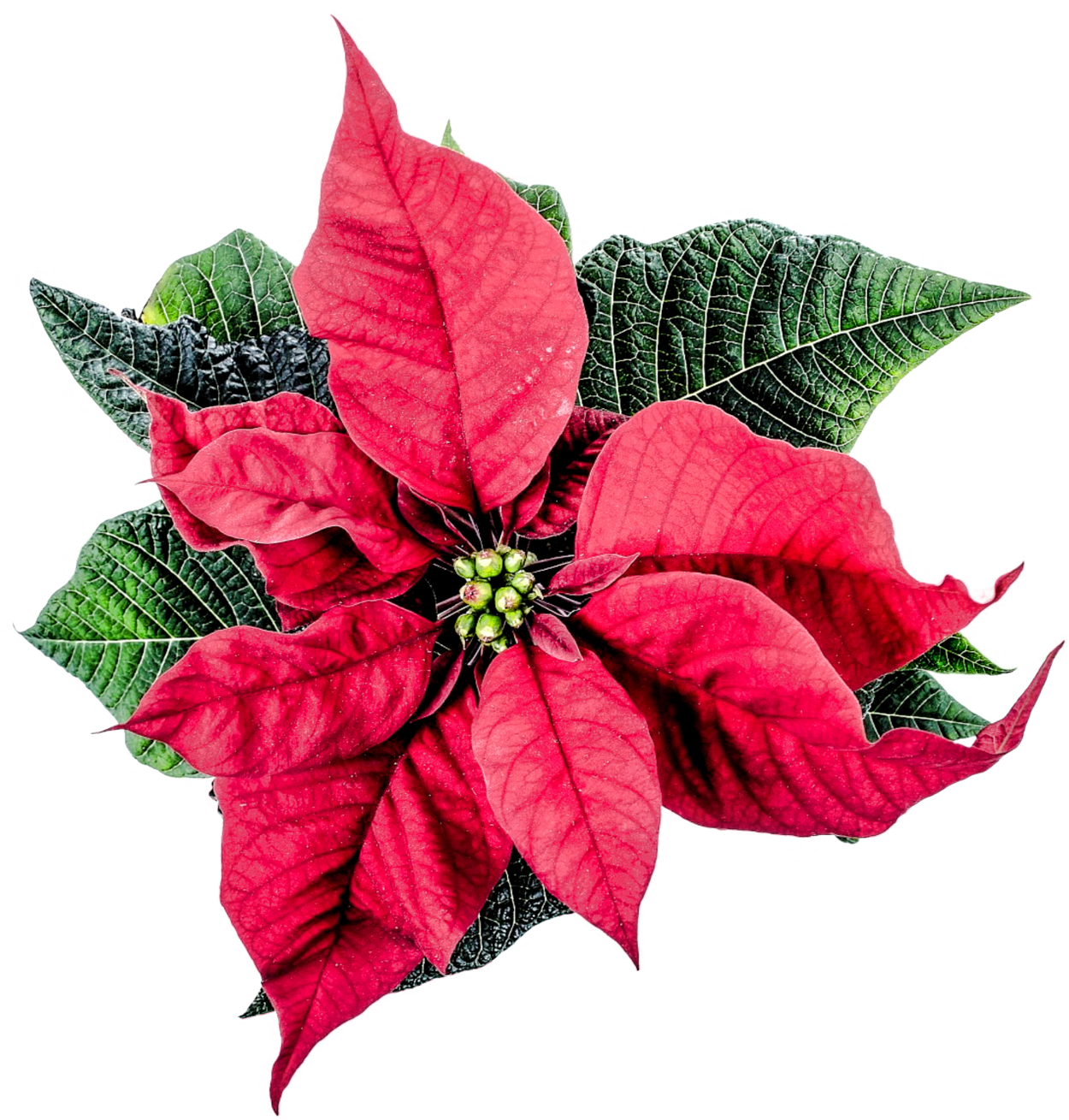 Christmas Flower Poinsettia Care