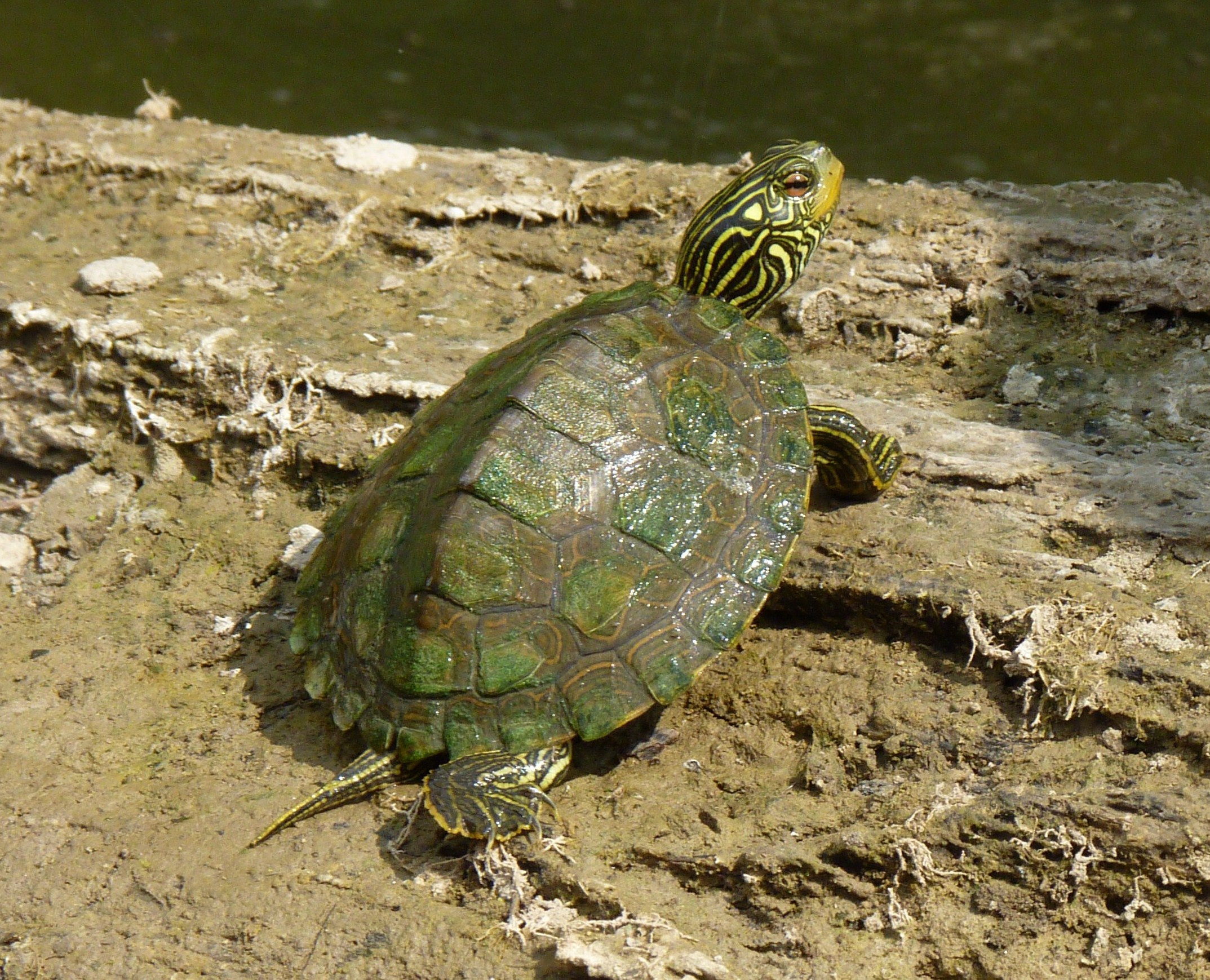 Common Map Turtle