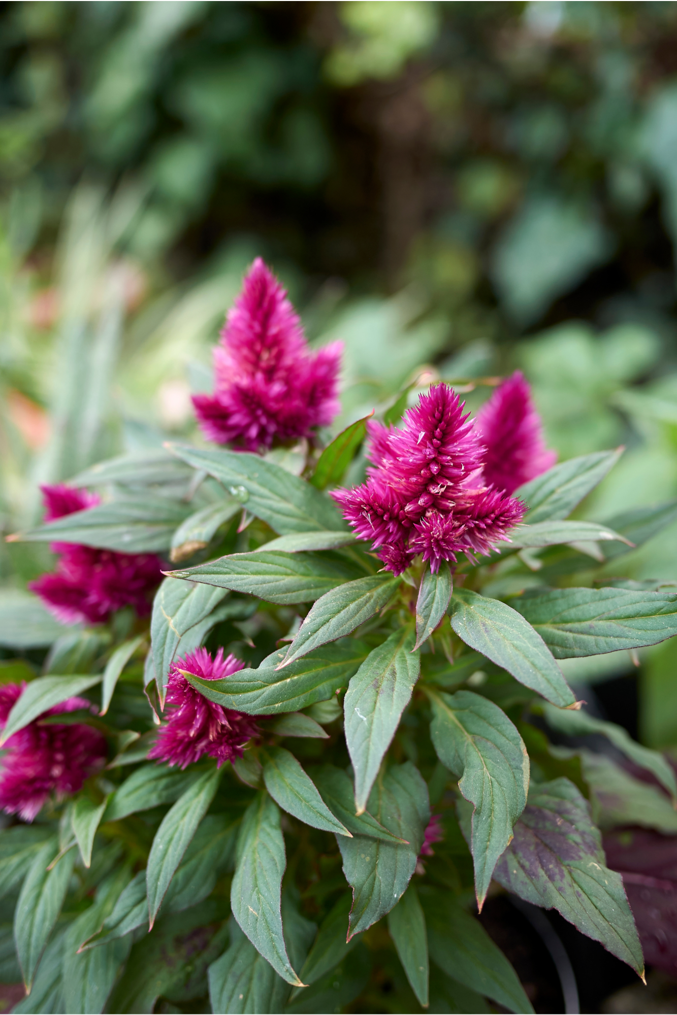 Complete Guide On Caring For Your Celosia Plant Tips And Tricks For